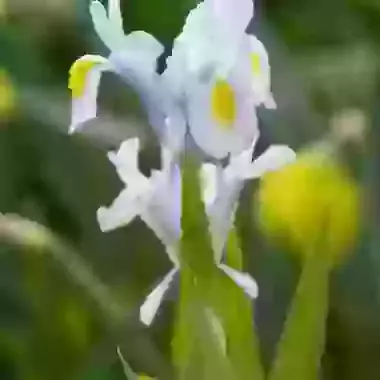Magnifica